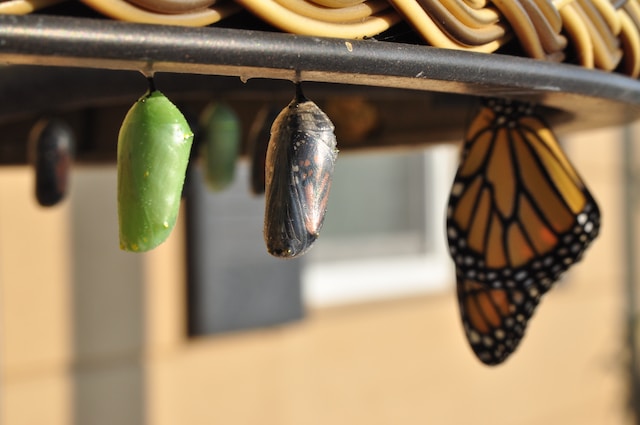 A green chrysalis beside another that is more transparent, showing faint butterfly wings within. Finally, you can see the butterfly itself with gorgeous orange and black wings free.