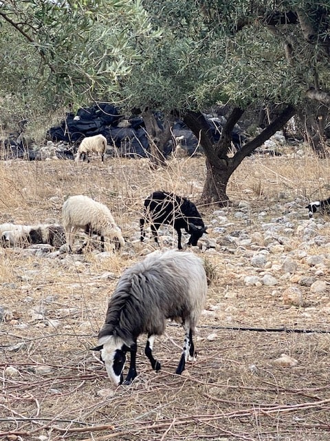 A field of sheep ranging in color from white to black.