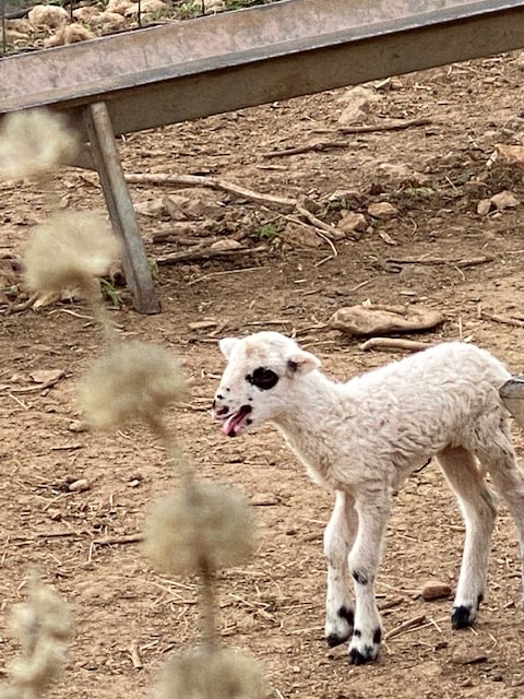 A white baby sheep.