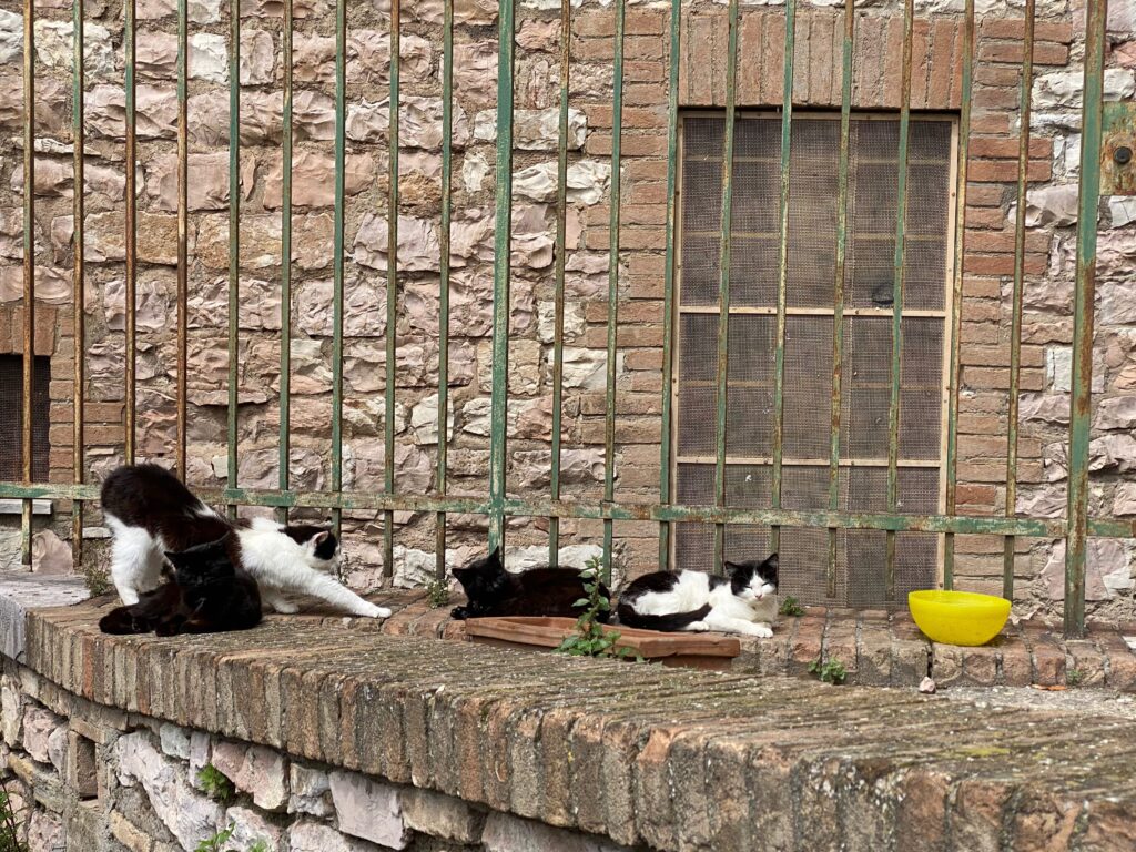 Cats in Assisi.
