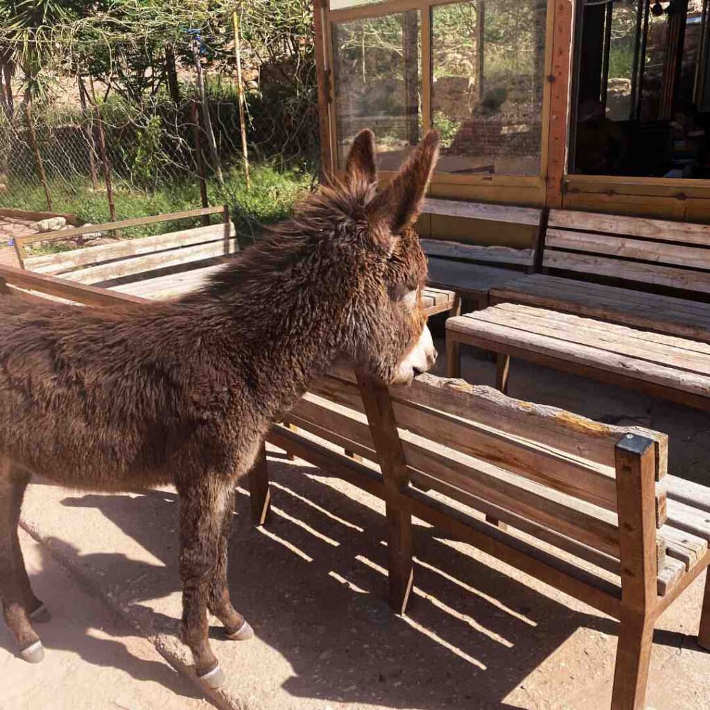 A donkey resting its head on a bench.